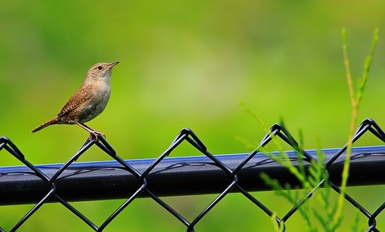 bird perched on a fence